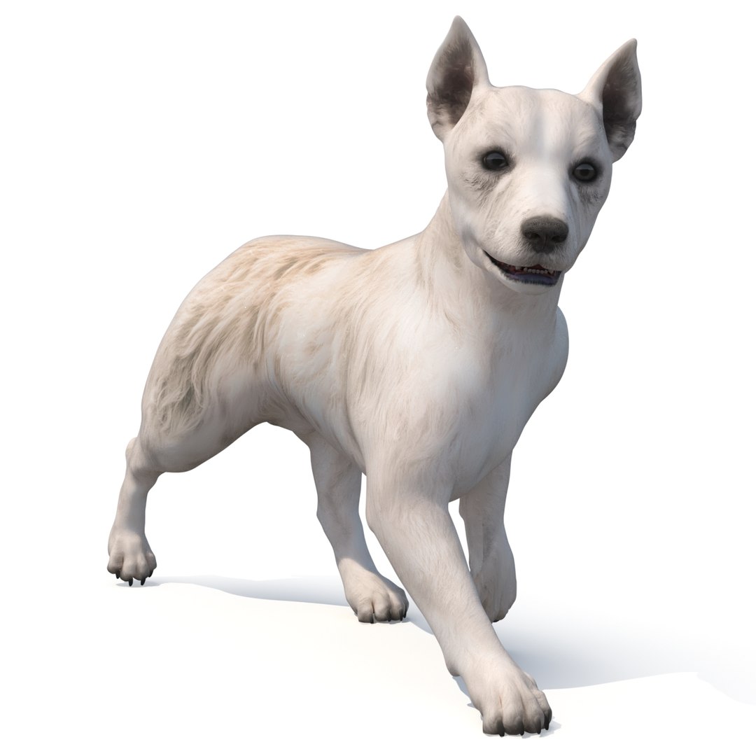 3D model Mongrel Dog Cream Rigged for Maya https://p.turbosquid.com/ts-thumb/lQ/nVzXpq/sW/mongrel_dog_cream_rigged_023/jpg/1752632251/1920x1080/fit_q87/51246eb792543923e8143b828c1ba0535095de1a/mongrel_dog_cream_rigged_023.jpg