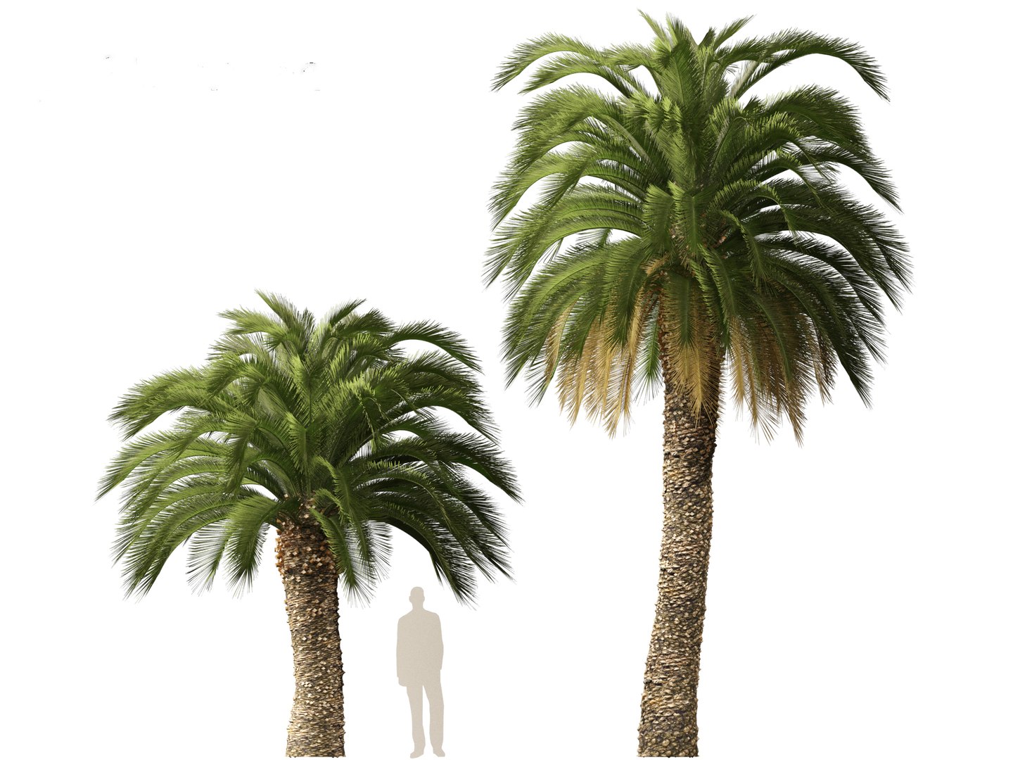 3D Macrozamia moorei - Cycad Palm 02 model https://p.turbosquid.com/ts-thumb/lR/6GbCjz/0y/29/jpg/1697117982/1920x1080/fit_q87/60a51165360913d8f540add90a4dc460560c7d1c/29.jpg