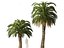 Macrozamia moorei - Palma cícada 02