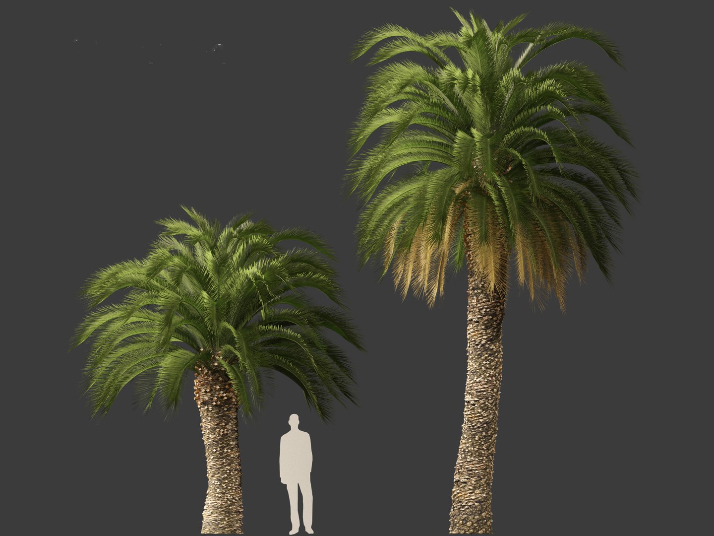 3D Macrozamia moorei - Cycad Palm 02 model https://p.turbosquid.com/ts-thumb/lR/6GbCjz/1x/210/jpg/1697117985/1920x1080/fit_q87/690c7b9566376b4abdd7726f5944ec0dd9aba7a5/210.jpg