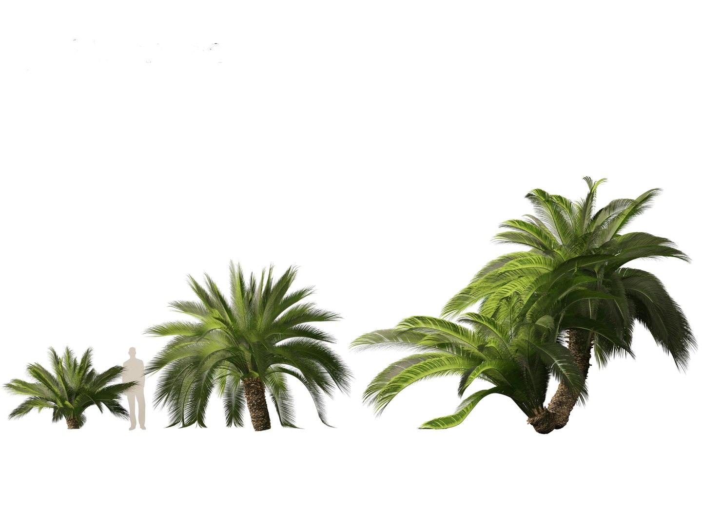 3D Macrozamia moorei - Cycad Palm 02 model https://p.turbosquid.com/ts-thumb/lR/6GbCjz/GP/23/jpg/1697117965/1920x1080/fit_q87/45166820eaf2760b0b3cb7d8ff5e1b588483d47c/23.jpg
