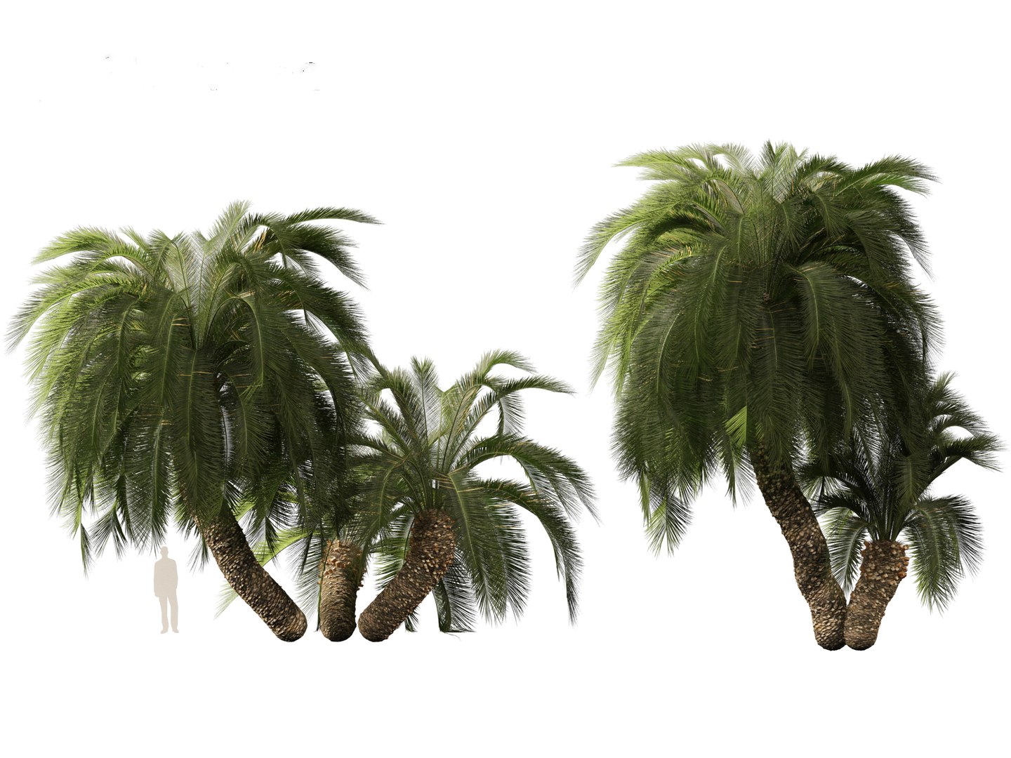 3D Macrozamia moorei - Cycad Palm 02 model https://p.turbosquid.com/ts-thumb/lR/6GbCjz/Rm/27/jpg/1697117974/1920x1080/fit_q87/2210d6f92394b75dcd3921659dddef56f6890688/27.jpg