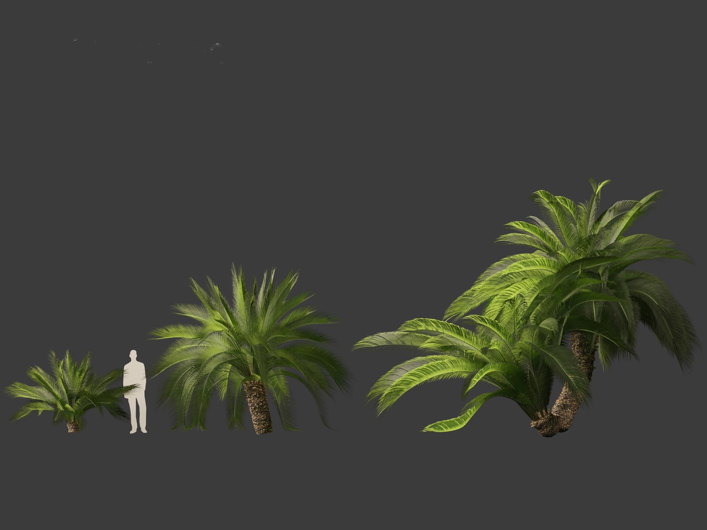 3D Macrozamia moorei - Cycad Palm 02 model https://p.turbosquid.com/ts-thumb/lR/6GbCjz/ck/24/jpg/1697117966/1920x1080/fit_q87/ec87495938fdeaf33e14285efb63992f705fb3cc/24.jpg