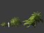 Macrozamia moorei - Palma cícada 02