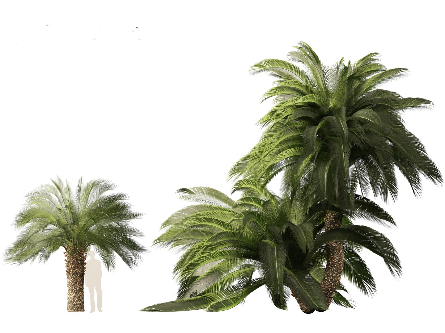 3D Macrozamia moorei - Cycad Palm 02 model https://p.turbosquid.com/ts-thumb/lR/6GbCjz/iO/25/jpg/1697117969/1920x1080/fit_q87/721b201afae1f71da6350944e103e3124d6f411d/25.jpg