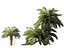 Macrozamia moorei - Palma cícada 02