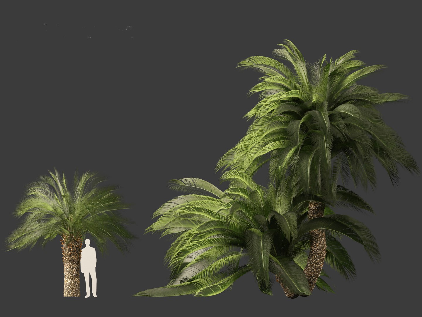 3D Macrozamia moorei - Cycad Palm 02 model https://p.turbosquid.com/ts-thumb/lR/6GbCjz/mf/26/jpg/1697117971/1920x1080/fit_q87/790a0c61cbb1baaed244bf10c35ada1d72ba4818/26.jpg