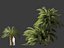 Macrozamia moorei - Palma cícada 02