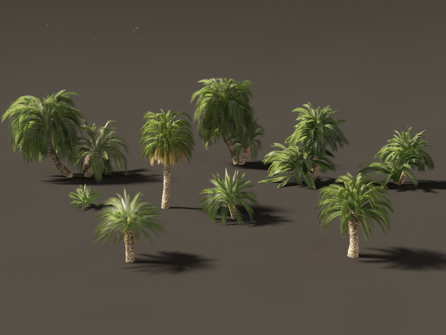 3D Macrozamia moorei - Cycad Palm 02 model https://p.turbosquid.com/ts-thumb/lR/6GbCjz/yA/211/jpg/1697117987/1920x1080/fit_q87/d8aa9032157afe192468df03251328fb6bf079df/211.jpg