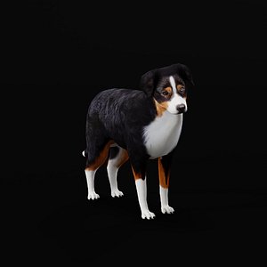 Australian Shepherd Dog
