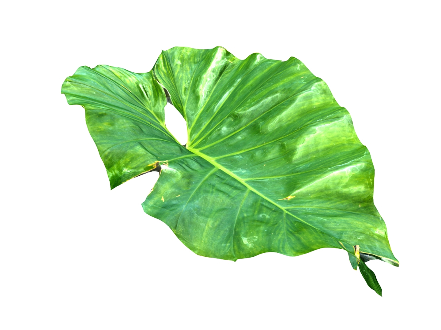 Tropical Leaf 3D Model | 1144353 | TurboSquid