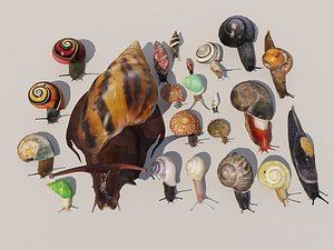 3D Snail shell conch