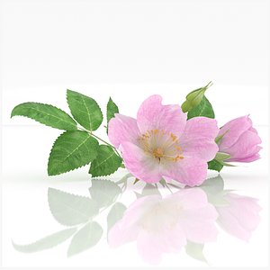 3D Rosehip  flowers  rose herb model