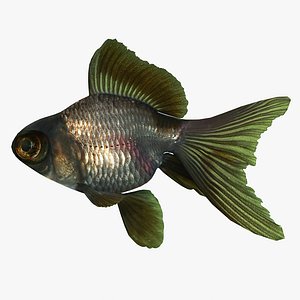 Moor Goldfish