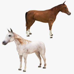3D Horse Collection model