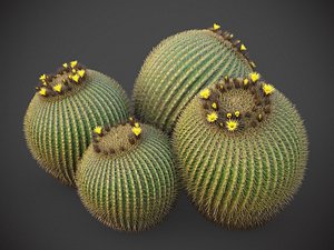 3D model XfrogPlants Golden Ball Cactus - Echinocactus Grusonii