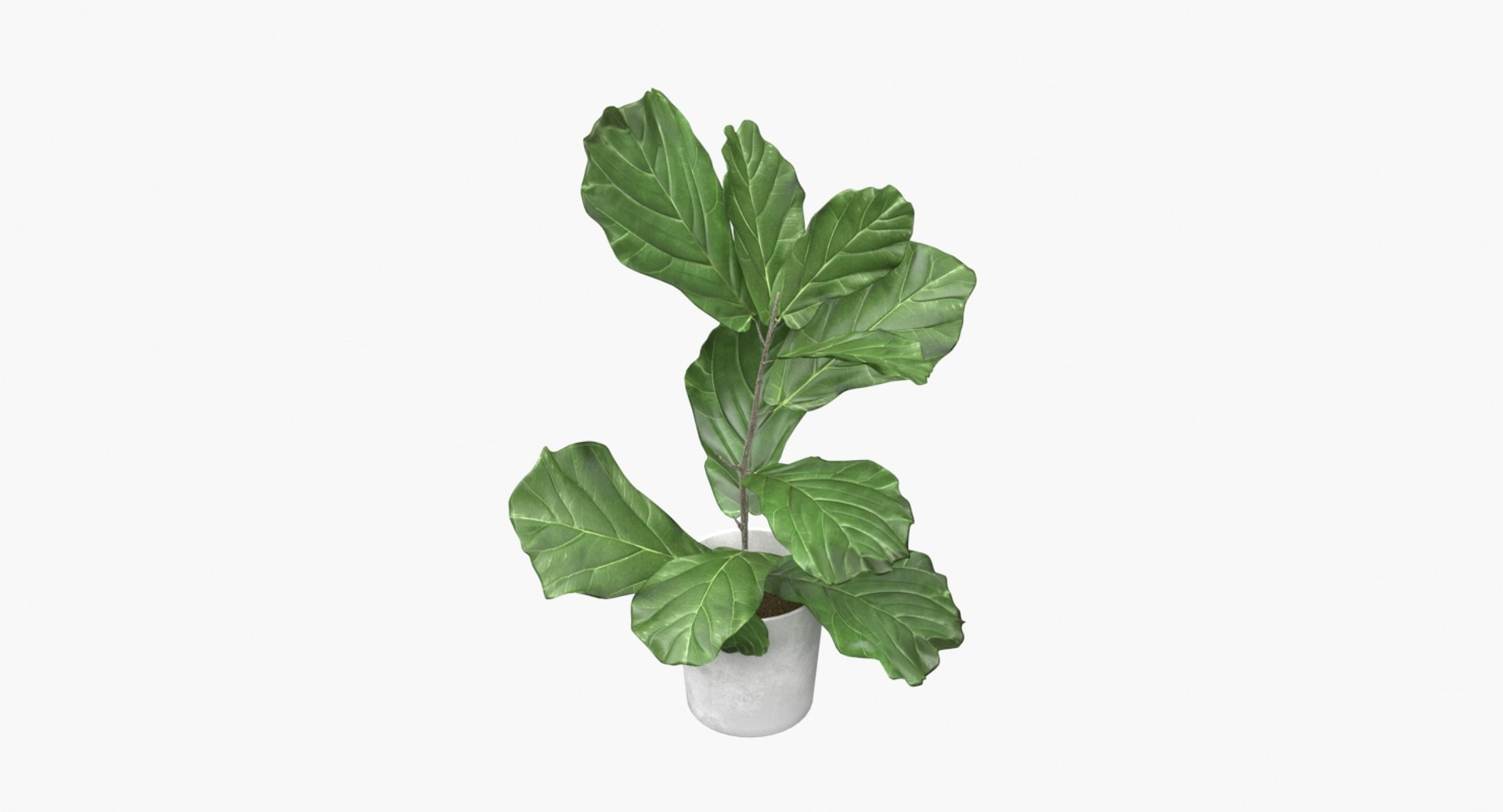 realistic ficus lyrata model https://p.turbosquid.com/ts-thumb/lS/Prnxe8/6aHPKQaL/ficus_lyrata_05/jpg/1553788001/1920x1080/fit_q87/00caaa05e31857ba2de72dffa43860fc006af251/ficus_lyrata_05.jpg