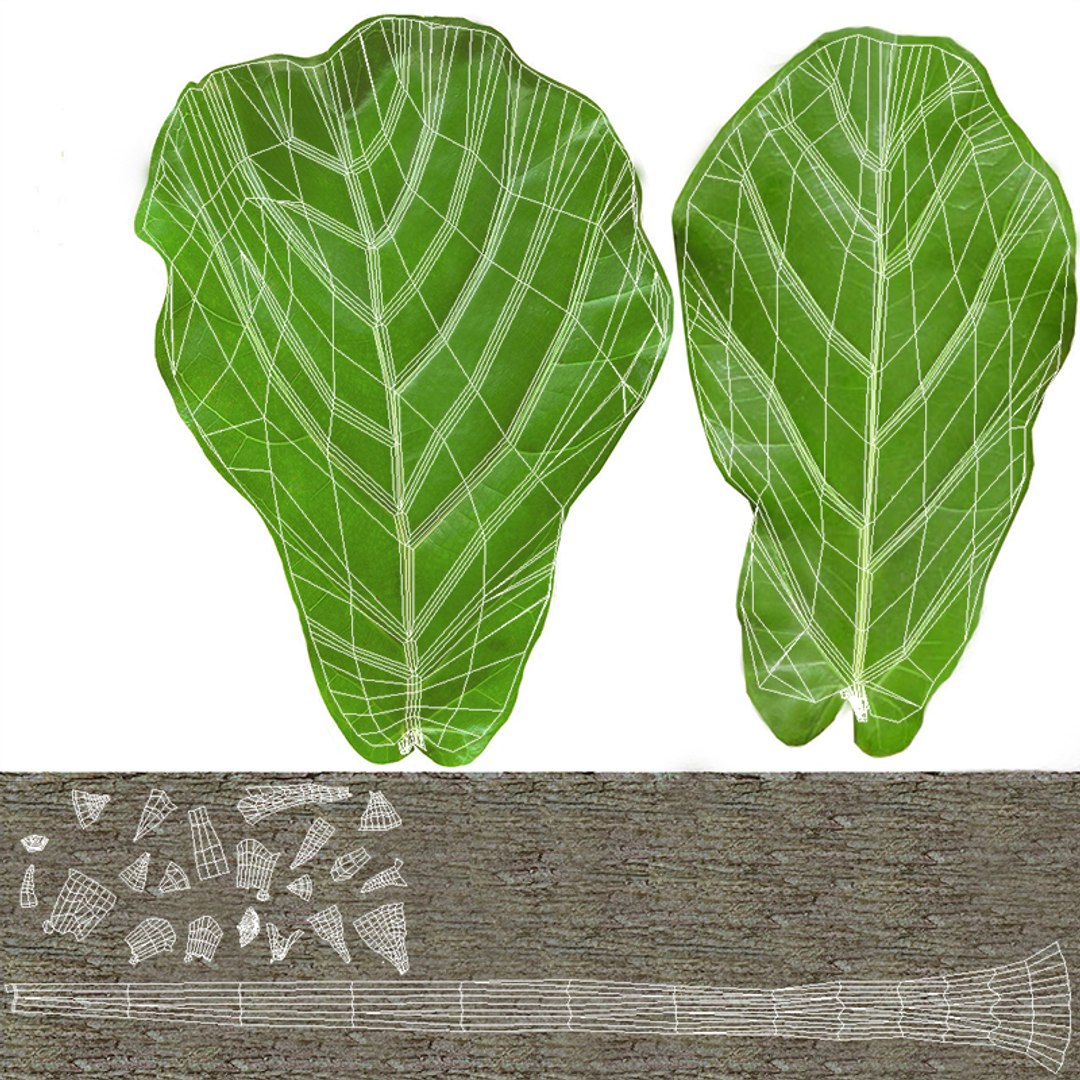 realistic ficus lyrata model https://p.turbosquid.com/ts-thumb/lS/Prnxe8/H5s2IhGe/ficus_lyrata_14_unwrap/jpg/1553788002/1920x1080/fit_q87/59b3bd85baa91e07e93ede85f65715be9795da2a/ficus_lyrata_14_unwrap.jpg