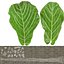 Ficus Lyrata