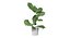 Ficus Lyrata