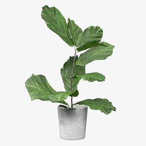 Ficus Lyrata
