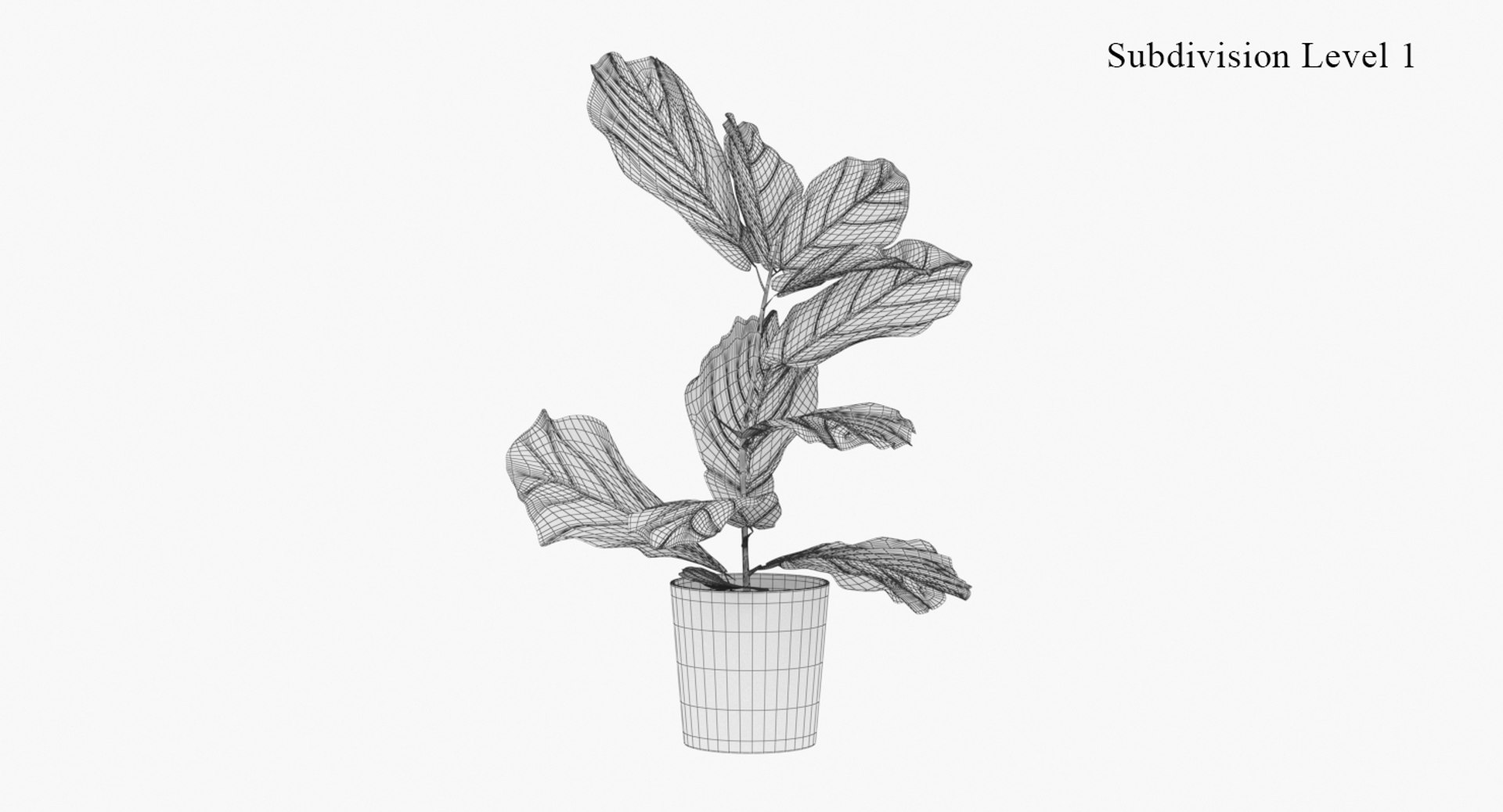 realistic ficus lyrata model https://p.turbosquid.com/ts-thumb/lS/Prnxe8/bMFaqdDy/ficus_lyrata_07_wire_smooth/jpg/1553788001/1920x1080/fit_q87/a6db7b2a51f677c187f3fd56041039295685496c/ficus_lyrata_07_wire_smooth.jpg