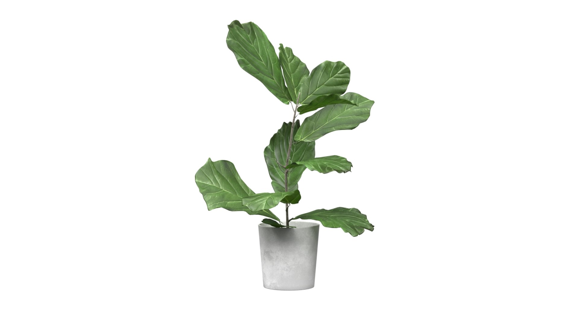 realistic ficus lyrata model https://p.turbosquid.com/ts-thumb/lS/Prnxe8/sfDSFuFi/ficus_lyrata_01/jpg/1553788001/1920x1080/fit_q87/f9e3c457657241dd9e9ab5e4badfef54802780ba/ficus_lyrata_01.jpg