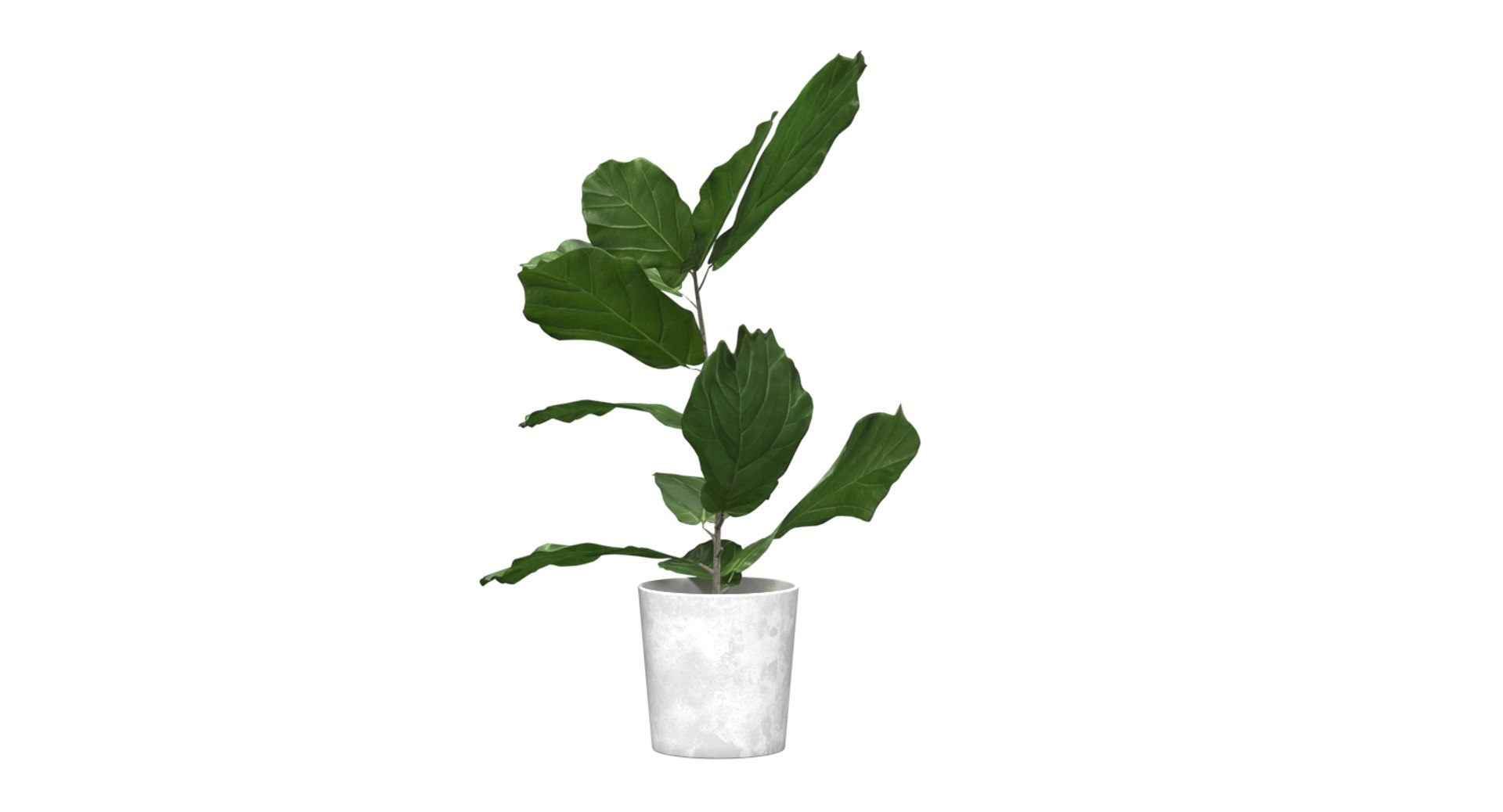 realistic ficus lyrata model https://p.turbosquid.com/ts-thumb/lS/Prnxe8/yiBiNv9B/ficus_lyrata_03/jpg/1553788001/1920x1080/fit_q87/a5938cadec56b002cf4c88b3a7d38afcb38f99df/ficus_lyrata_03.jpg