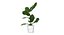 Ficus Lyrata