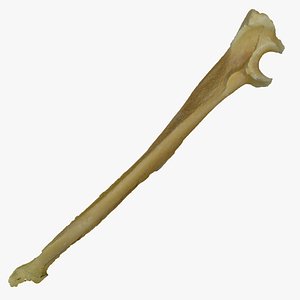 Pavian Monkey Male Ulna Bone 01 RAW Scan
