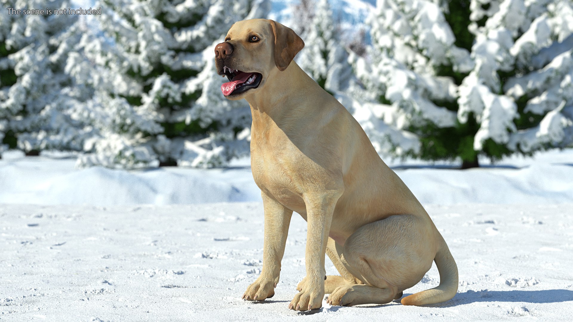 Labrador Dog White Rigged for Cinema 4D 3D model https://p.turbosquid.com/ts-thumb/lS/YeNyJ9/3K/labradordogwhiteriggedc4dmodel003/jpg/1638365401/1920x1080/fit_q87/29df9a6f63ef4f98bb6d4857cb1828da7671e926/labradordogwhiteriggedc4dmodel003.jpg