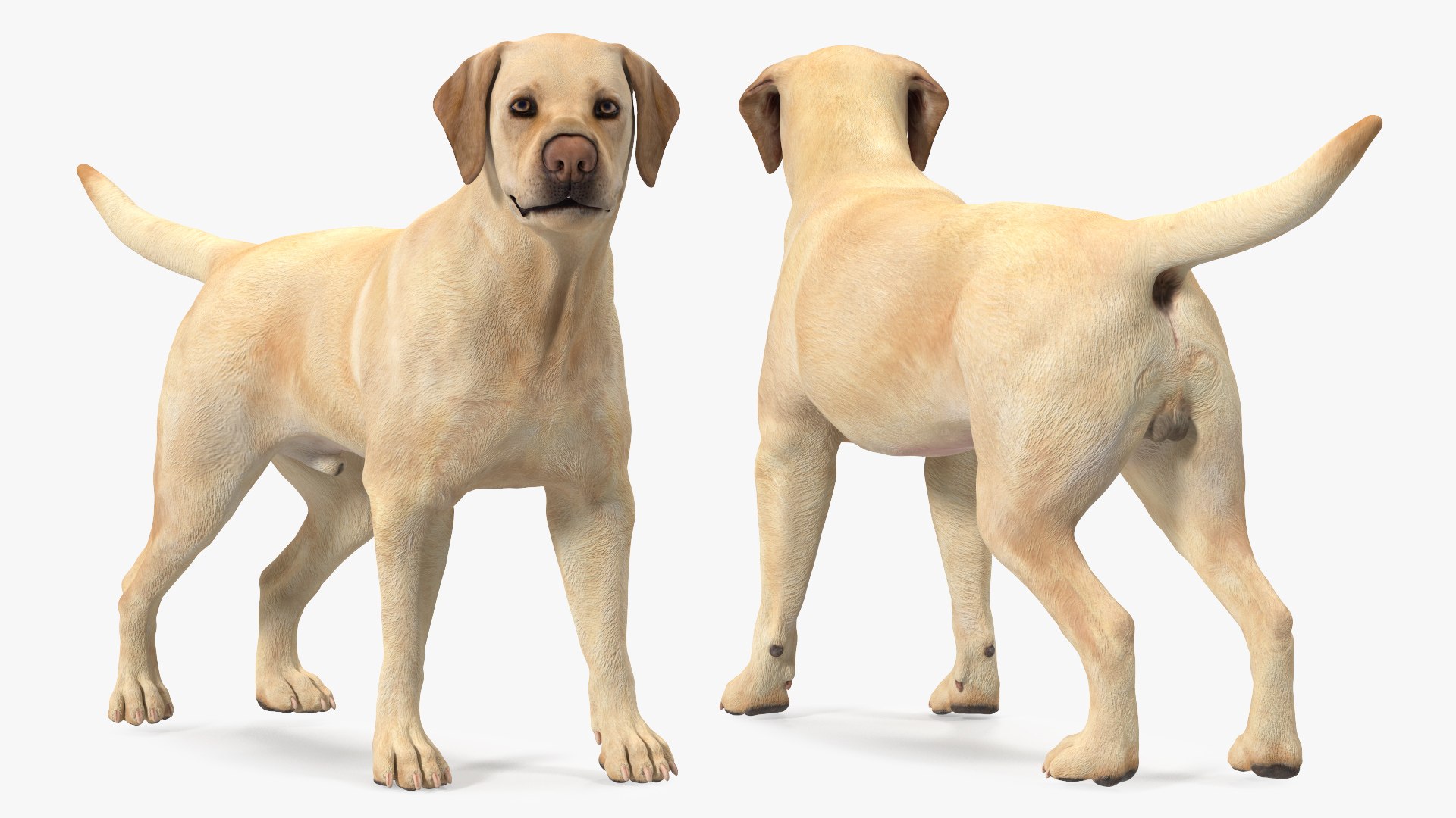 Labrador Dog White Rigged for Cinema 4D 3D model https://p.turbosquid.com/ts-thumb/lS/YeNyJ9/3t/labradordogwhiteriggedc4dmodel013/jpg/1638365429/1920x1080/fit_q87/416cecbc6bc5f5361e6e8f08ce1cebdcc2b5a07d/labradordogwhiteriggedc4dmodel013.jpg