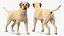 Labrador Pies Biały Rigged dla Cinema 4D