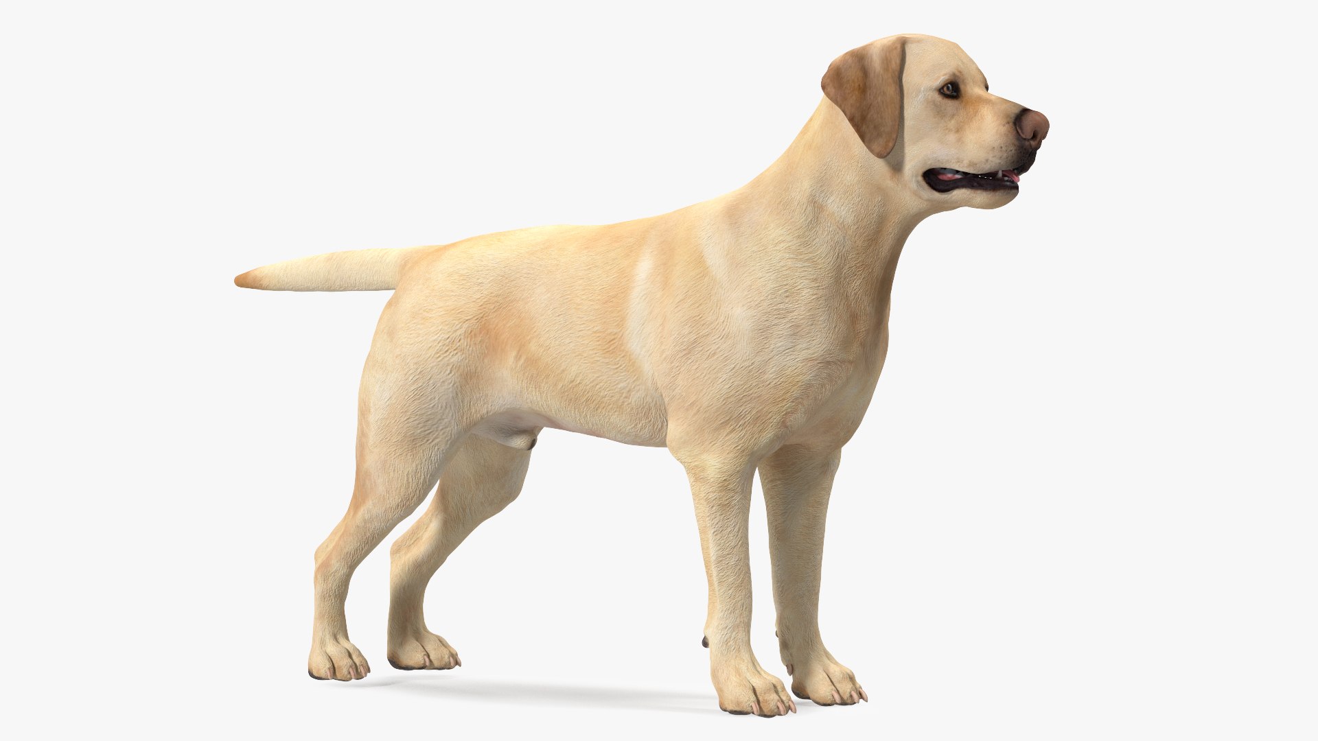 Labrador Dog White Rigged for Cinema 4D 3D model https://p.turbosquid.com/ts-thumb/lS/YeNyJ9/49/labradordogwhiteriggedc4dmodel015/jpg/1638365434/1920x1080/fit_q87/ff06a0079aeed857a4544844f3f2bd56717ba0ee/labradordogwhiteriggedc4dmodel015.jpg