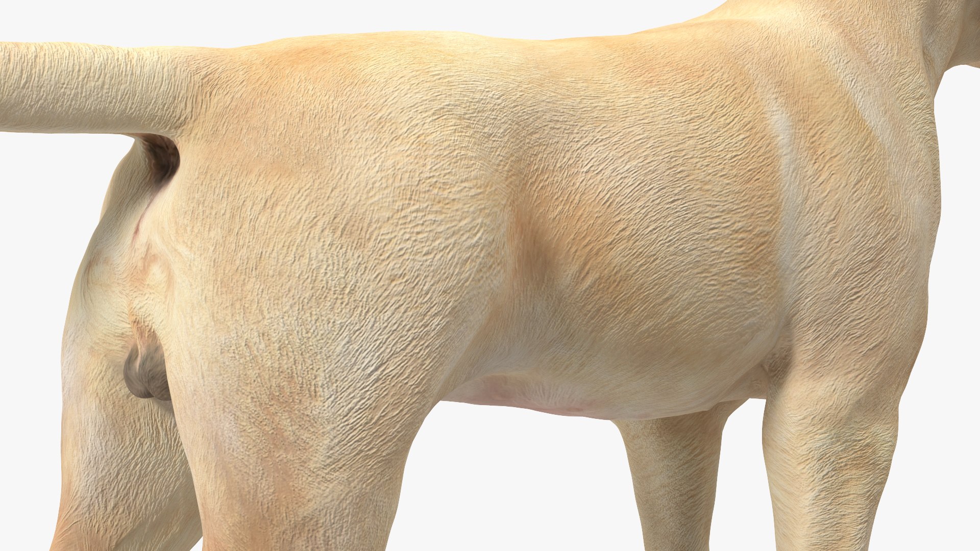 Labrador Dog White Rigged for Cinema 4D 3D model https://p.turbosquid.com/ts-thumb/lS/YeNyJ9/5e/labradordogwhiteriggedc4dmodel024/jpg/1638365458/1920x1080/fit_q87/34b84964c92e8f3965dc0d8a8b70c944813834b6/labradordogwhiteriggedc4dmodel024.jpg