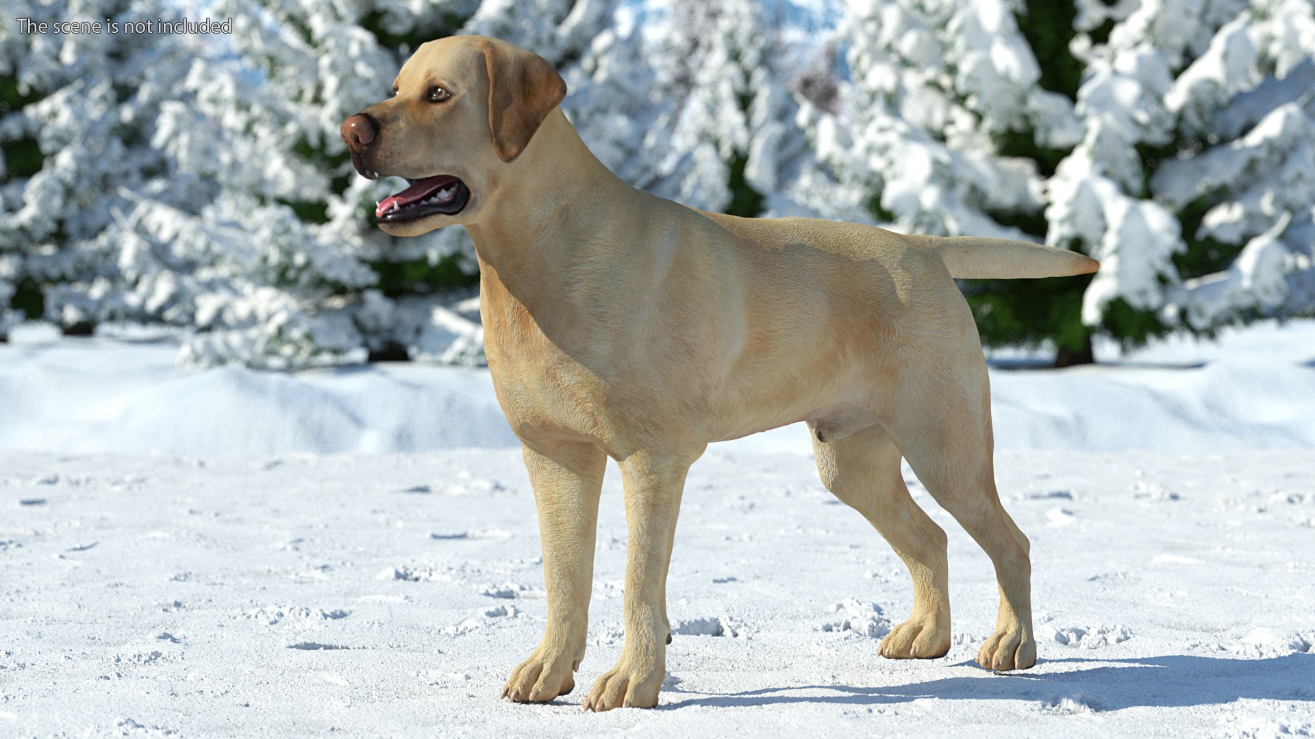 Labrador Dog White Rigged for Cinema 4D 3D model https://p.turbosquid.com/ts-thumb/lS/YeNyJ9/B2/labradordogwhiteriggedc4dmodel002/jpg/1638365398/1920x1080/fit_q87/120e451a987fbee5c4bf096f999b1e7dd4437e2e/labradordogwhiteriggedc4dmodel002.jpg