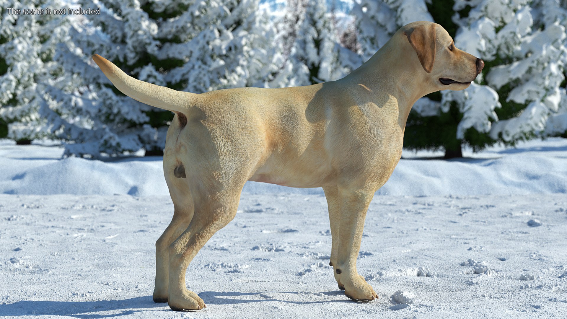 Labrador Dog White Rigged for Cinema 4D 3D model https://p.turbosquid.com/ts-thumb/lS/YeNyJ9/FS/labradordogwhiteriggedc4dmodel006/jpg/1638365411/1920x1080/fit_q87/762241b4ebdecd88a404324d9d2c94e6d20c719c/labradordogwhiteriggedc4dmodel006.jpg