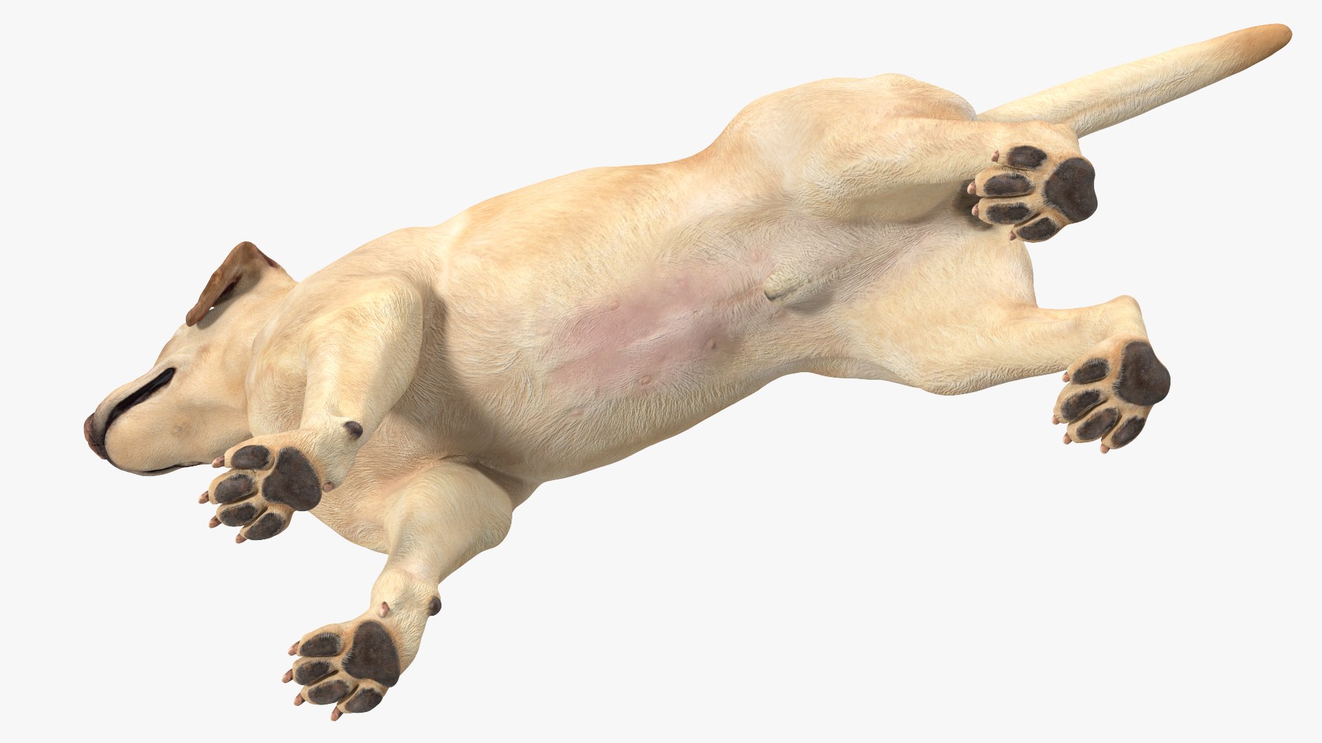 Labrador Dog White Rigged for Cinema 4D 3D model https://p.turbosquid.com/ts-thumb/lS/YeNyJ9/HK/labradordogwhiteriggedc4dmodel020/jpg/1638365447/1920x1080/fit_q87/4ee7a19f560a5eac37a59d91f1419938ef147123/labradordogwhiteriggedc4dmodel020.jpg