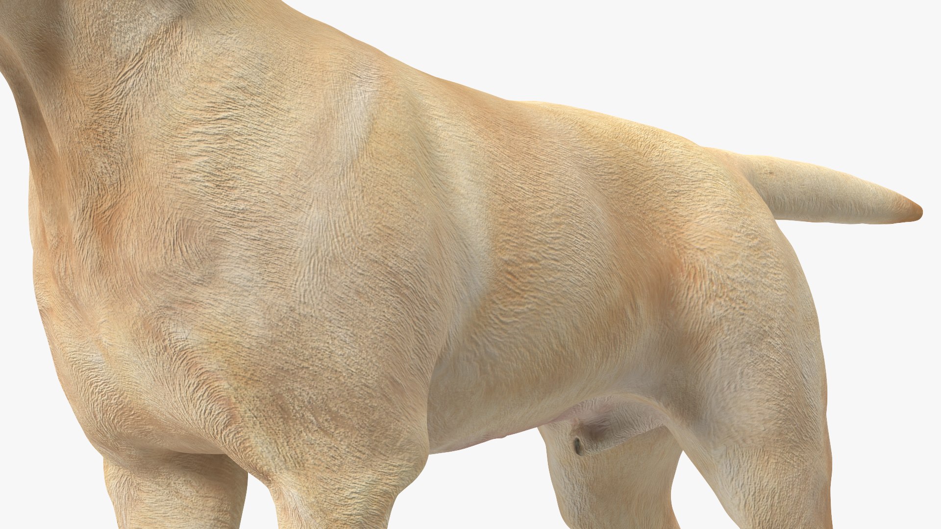 Labrador Dog White Rigged for Cinema 4D 3D model https://p.turbosquid.com/ts-thumb/lS/YeNyJ9/KC/labradordogwhiteriggedc4dmodel023/jpg/1638365455/1920x1080/fit_q87/17ad2e82dda91d4d2927b65069433bb390ba6ca9/labradordogwhiteriggedc4dmodel023.jpg