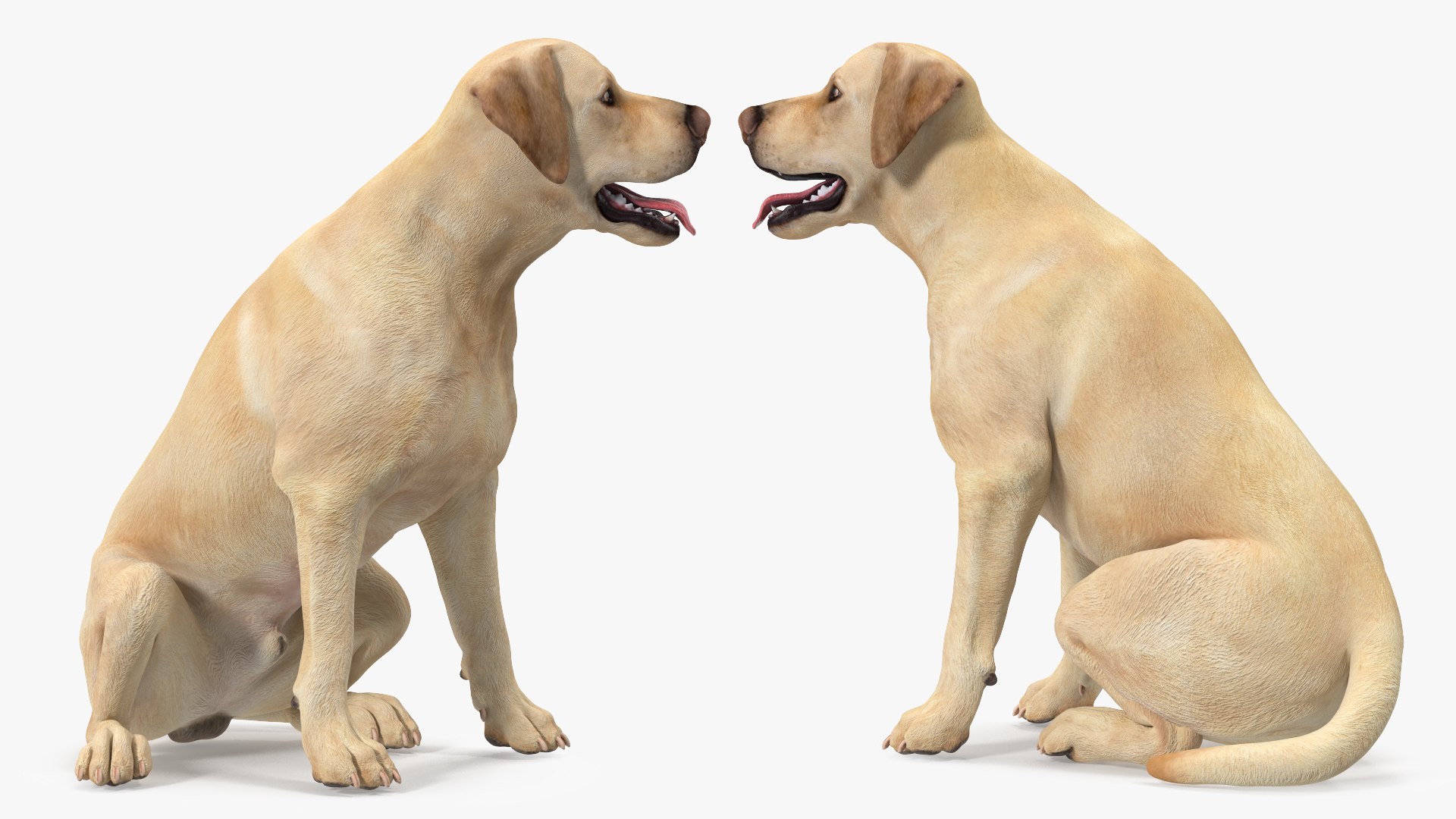 Labrador Dog White Rigged for Cinema 4D 3D model https://p.turbosquid.com/ts-thumb/lS/YeNyJ9/Kc/labradordogwhiteriggedc4dmodel014/jpg/1638365431/1920x1080/fit_q87/d560fdbe3f82e7079862918bbd63d63c19468416/labradordogwhiteriggedc4dmodel014.jpg