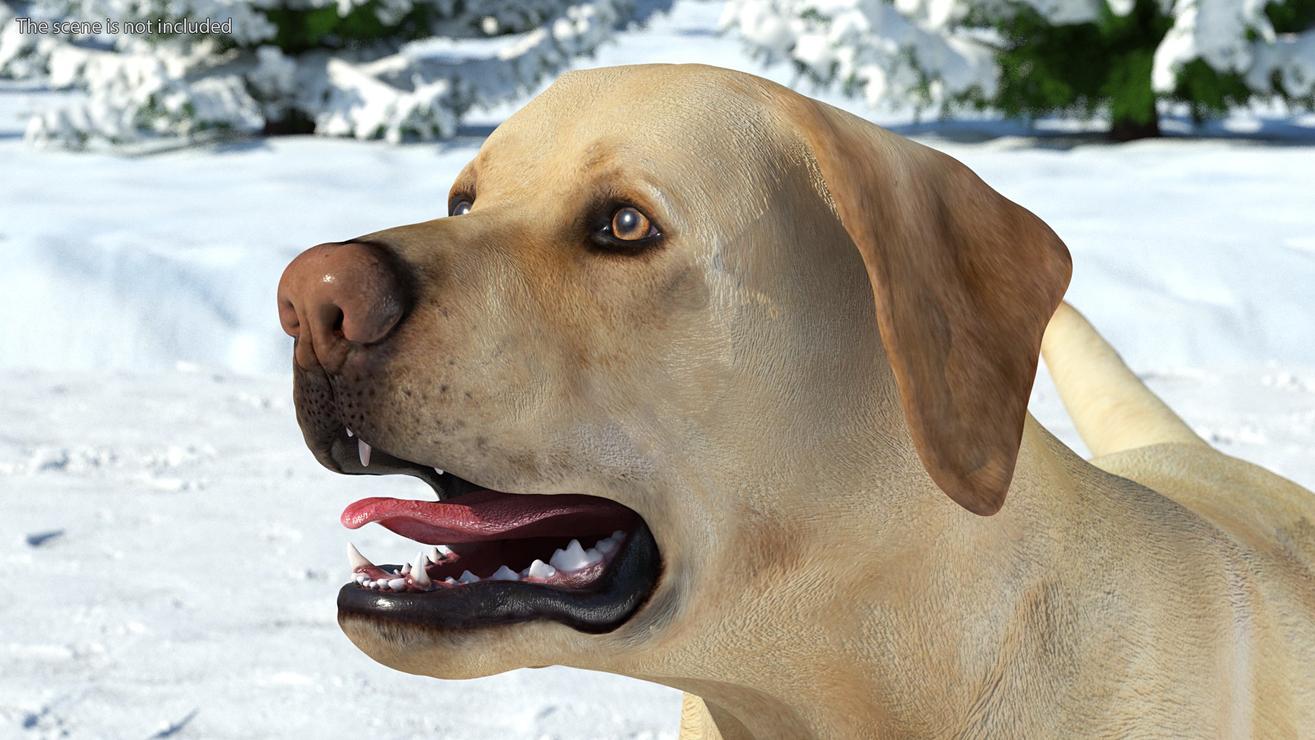 Labrador Dog White Rigged for Cinema 4D 3D model https://p.turbosquid.com/ts-thumb/lS/YeNyJ9/OD/labradordogwhiteriggedc4dmodel009/jpg/1638365419/1920x1080/fit_q87/b940c1cde3fd839133efe50537a2359affdf7b63/labradordogwhiteriggedc4dmodel009.jpg