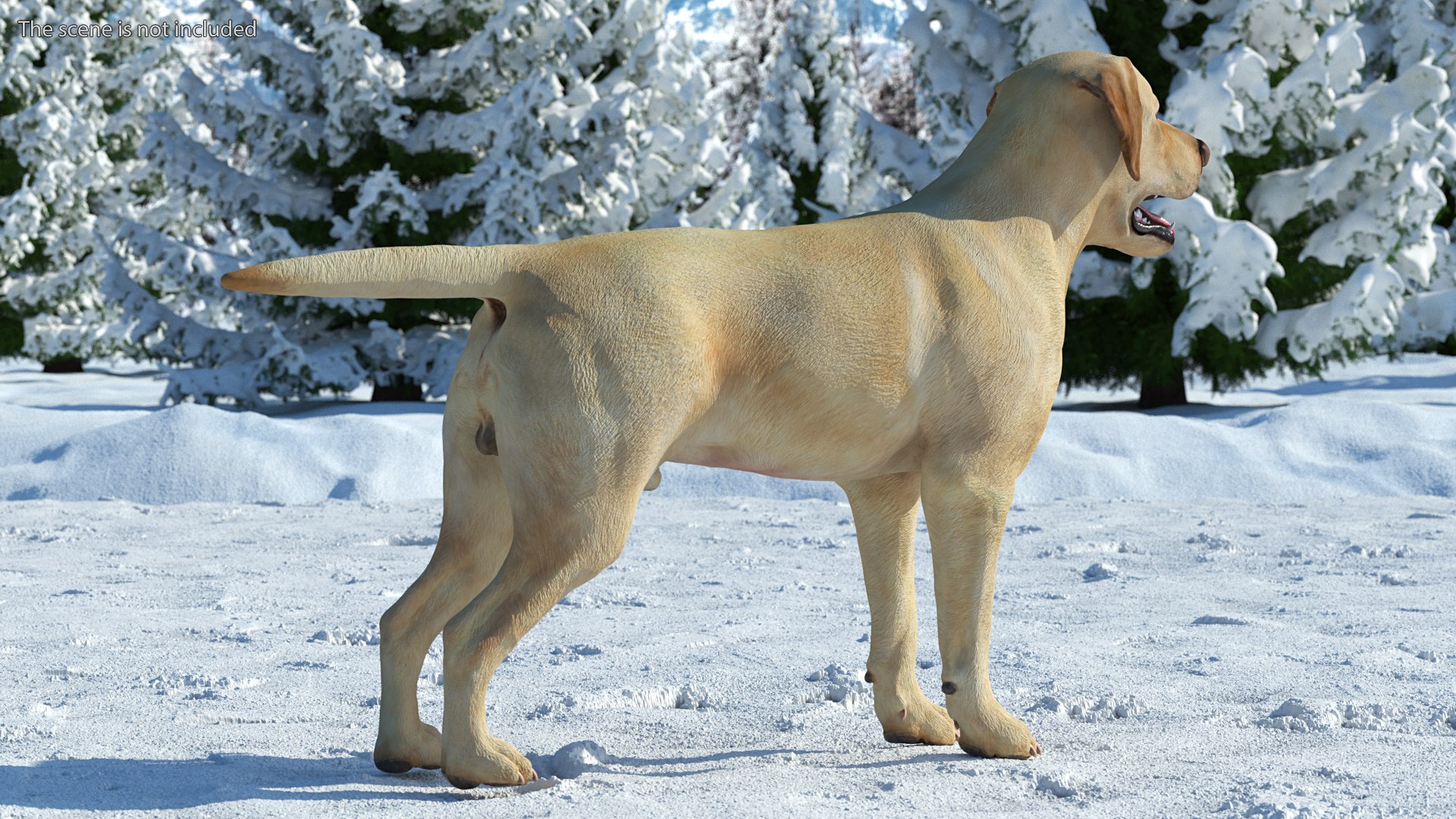 Labrador Dog White Rigged for Cinema 4D 3D model https://p.turbosquid.com/ts-thumb/lS/YeNyJ9/QJ/labradordogwhiteriggedc4dmodel005/jpg/1638365408/1920x1080/fit_q87/3bc9ff6891ef1f5fc97b3f00c73201f4cfa190bc/labradordogwhiteriggedc4dmodel005.jpg