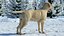Labrador Pies Biały Rigged dla Cinema 4D