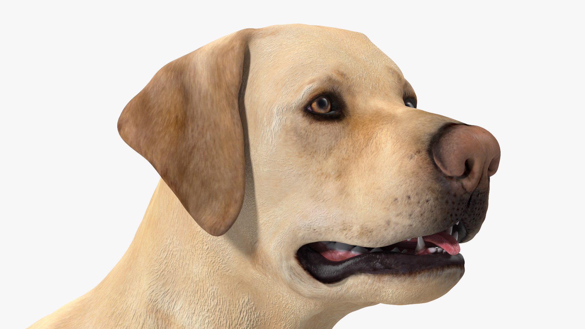 Labrador Dog White Rigged for Cinema 4D 3D model https://p.turbosquid.com/ts-thumb/lS/YeNyJ9/Rl/labradordogwhiteriggedc4dmodel022/jpg/1638365452/1920x1080/fit_q87/bf2cf48ab4b2431f5ce3acbc5c3588202af7a47d/labradordogwhiteriggedc4dmodel022.jpg