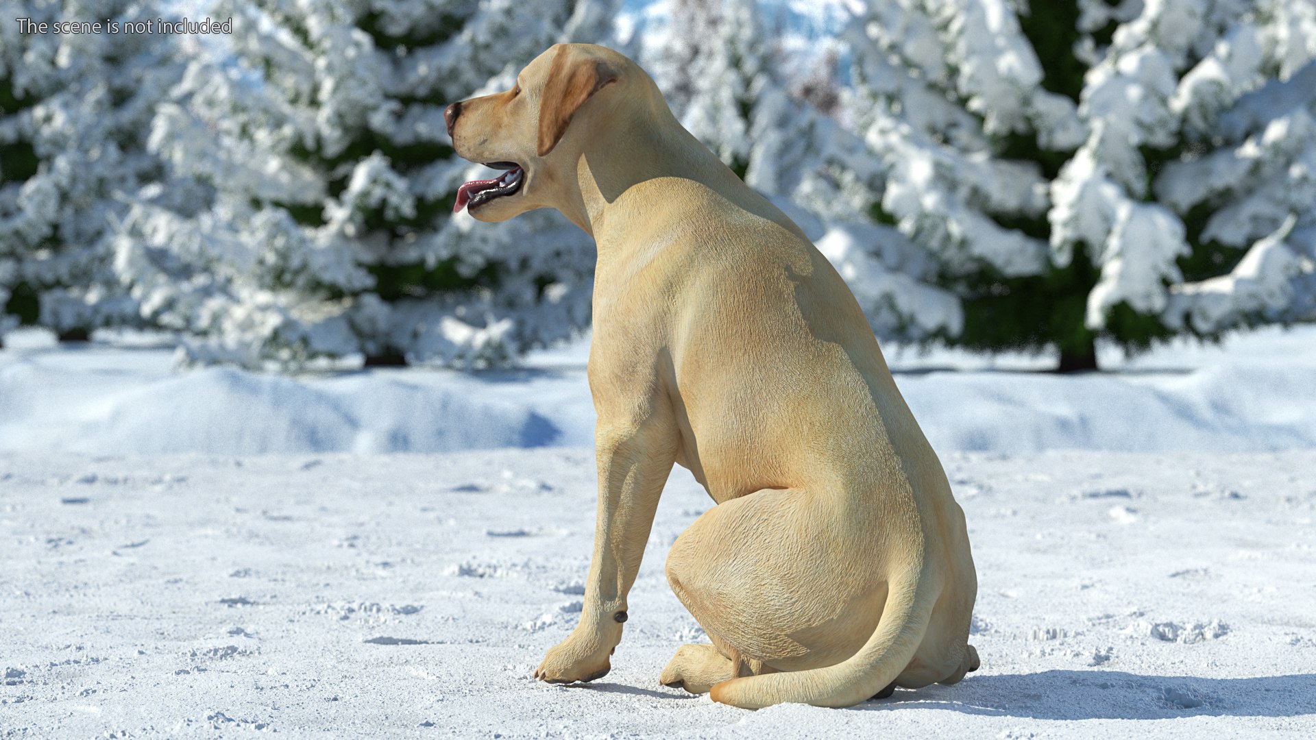 Labrador Dog White Rigged for Cinema 4D 3D model https://p.turbosquid.com/ts-thumb/lS/YeNyJ9/Rs/labradordogwhiteriggedc4dmodel004/jpg/1638365405/1920x1080/fit_q87/3869c2e9d99496b5f18150e7a2dace859e2d0f53/labradordogwhiteriggedc4dmodel004.jpg