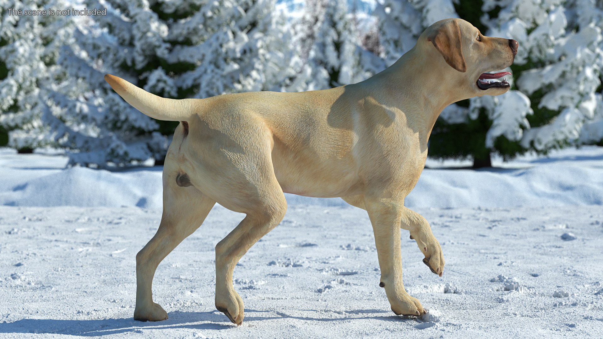 Labrador Dog White Rigged for Cinema 4D 3D model https://p.turbosquid.com/ts-thumb/lS/YeNyJ9/TB/labradordogwhiteriggedc4dmodel007/jpg/1638365414/1920x1080/fit_q87/8e1d1d60905e9e4f81fb041e8c2a3cba8922b9b4/labradordogwhiteriggedc4dmodel007.jpg