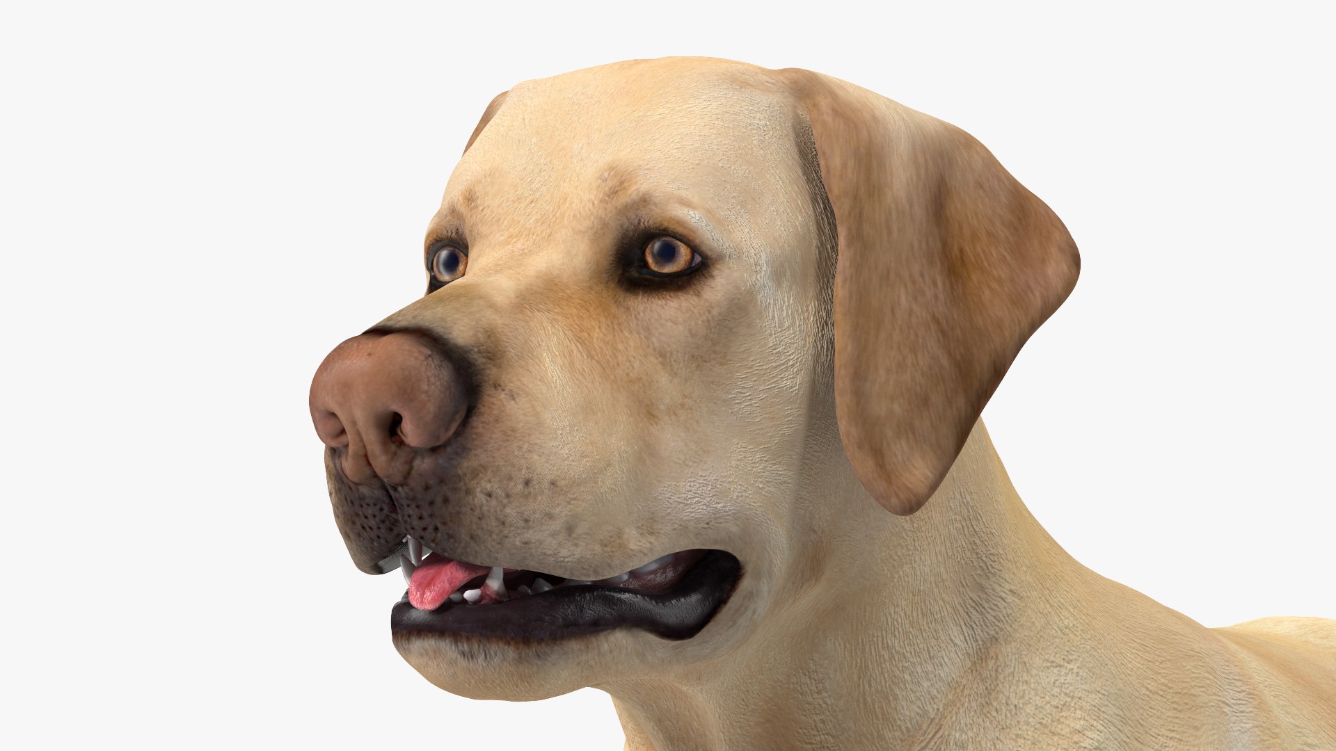 Labrador Dog White Rigged for Cinema 4D 3D model https://p.turbosquid.com/ts-thumb/lS/YeNyJ9/UM/labradordogwhiteriggedc4dmodel021/jpg/1638365450/1920x1080/fit_q87/ee8361e2155318f9bef9310ad5f8eef088856107/labradordogwhiteriggedc4dmodel021.jpg