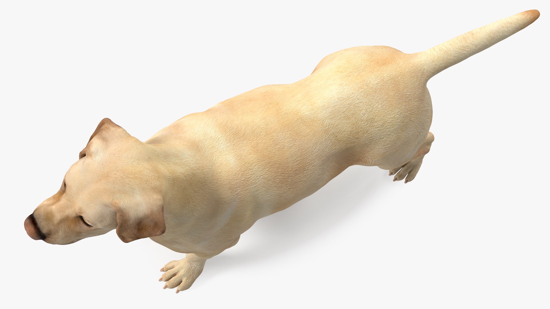 Labrador Dog White Rigged for Cinema 4D 3D model https://p.turbosquid.com/ts-thumb/lS/YeNyJ9/VJ/labradordogwhiteriggedc4dmodel019/jpg/1638365444/1920x1080/fit_q87/96a429b811df0eeac0a4af0714493c9f5d778fe1/labradordogwhiteriggedc4dmodel019.jpg