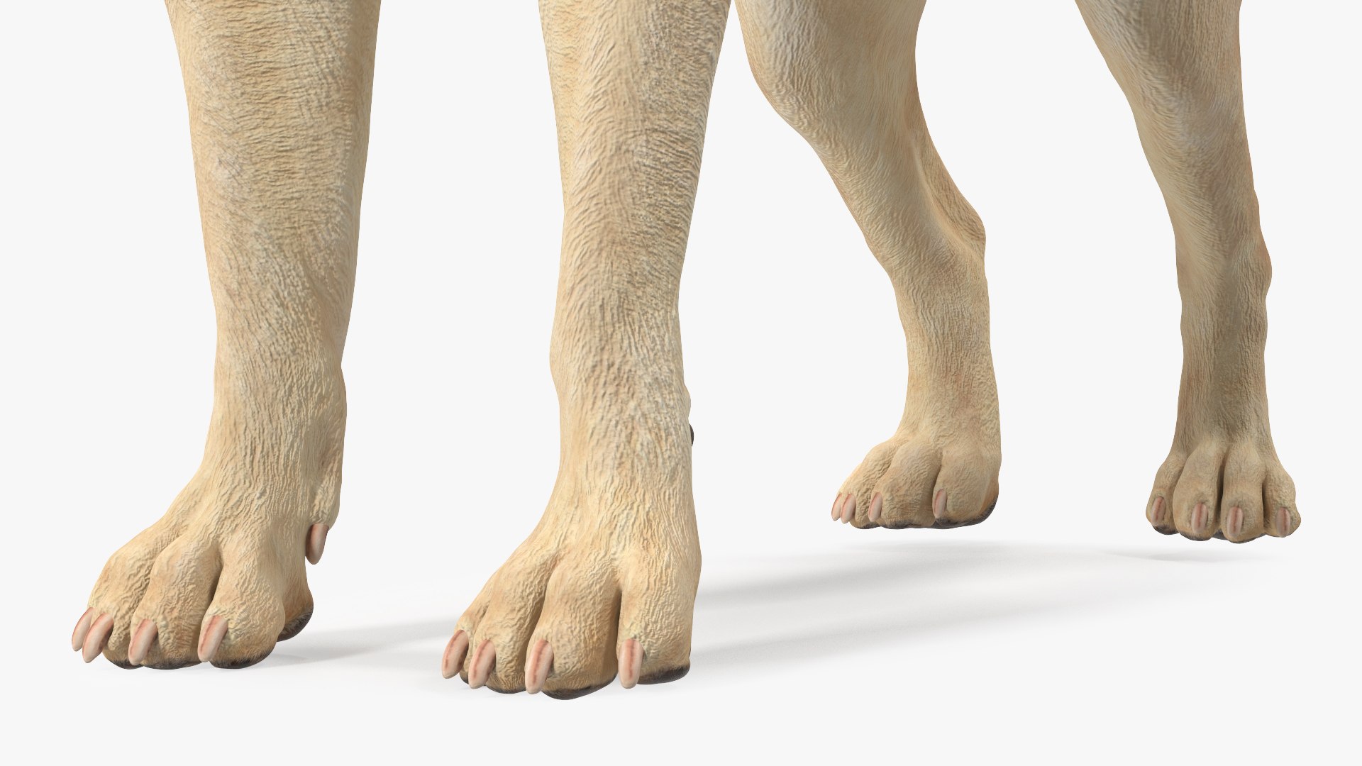 Labrador Dog White Rigged for Cinema 4D 3D model https://p.turbosquid.com/ts-thumb/lS/YeNyJ9/jv/labradordogwhiteriggedc4dmodel026/jpg/1638365464/1920x1080/fit_q87/c74356ba24803353622f5c8f35609ec116448cdf/labradordogwhiteriggedc4dmodel026.jpg
