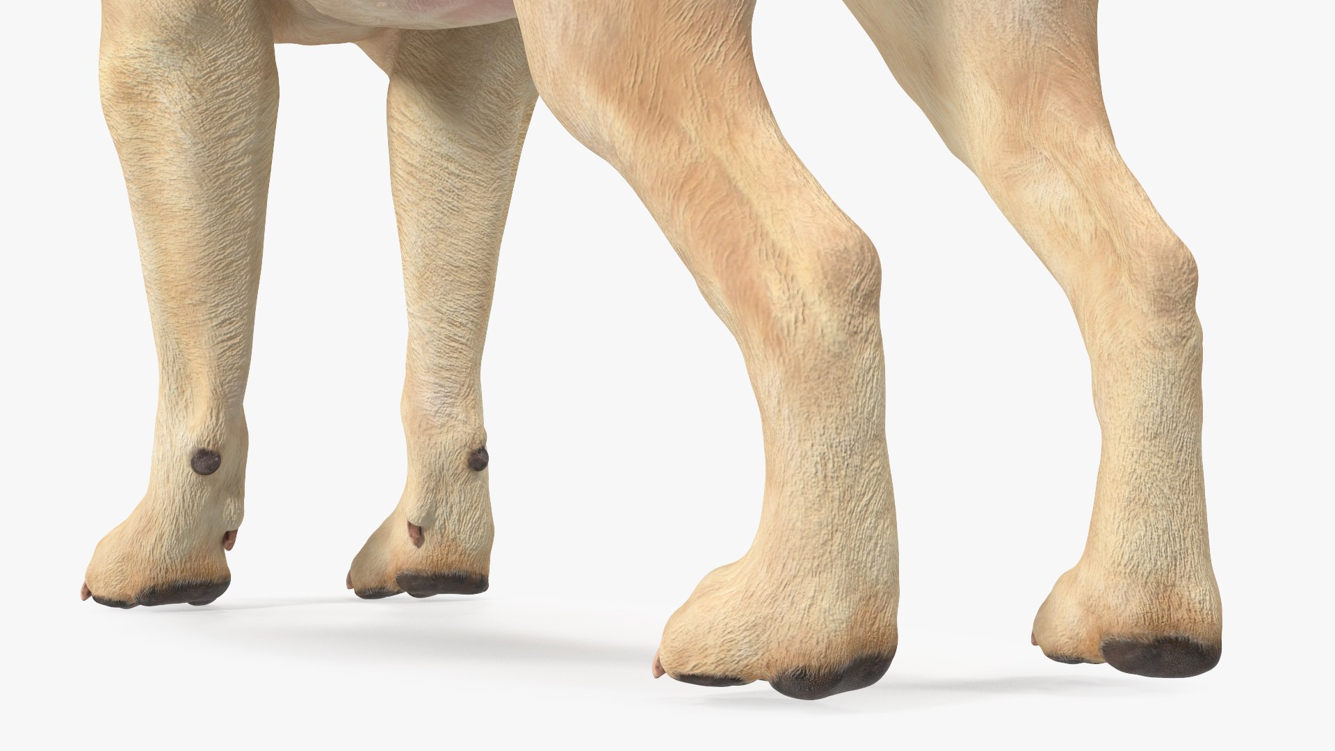Labrador Dog White Rigged for Cinema 4D 3D model https://p.turbosquid.com/ts-thumb/lS/YeNyJ9/kN/labradordogwhiteriggedc4dmodel025/jpg/1638365461/1920x1080/fit_q87/182bc79d1253ebc2baa604a26b50c580cbc2f01b/labradordogwhiteriggedc4dmodel025.jpg